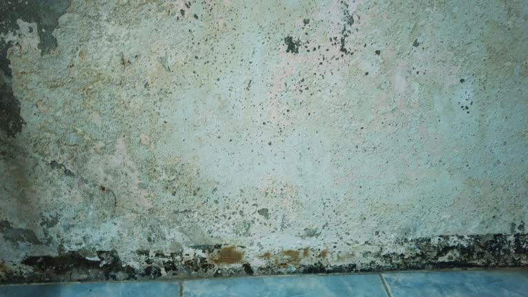 Picture of Stop Mold & Mildew on Basement Block Walls: Easy Fixes